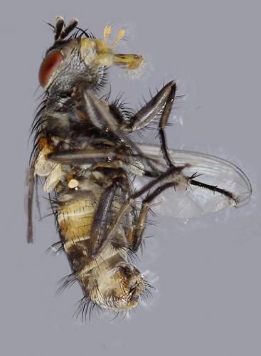 Tricogena rubricosa